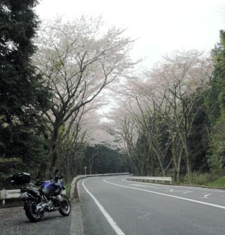 ターンバイク桜1.jpg