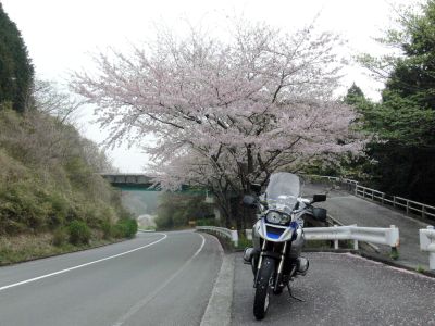 ターンバイク桜2.jpg
