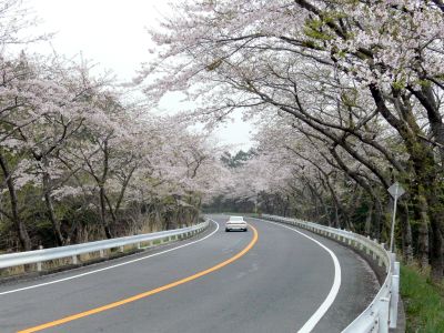 ターンバイク桜3.jpg