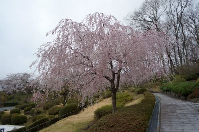富士霊園5.jpg