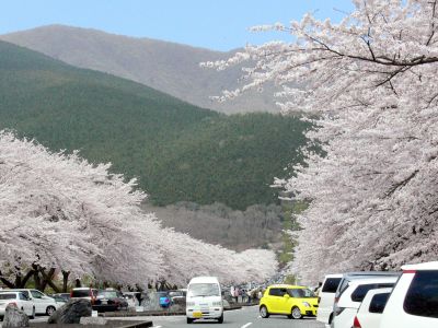富士霊園・桜1.jpg