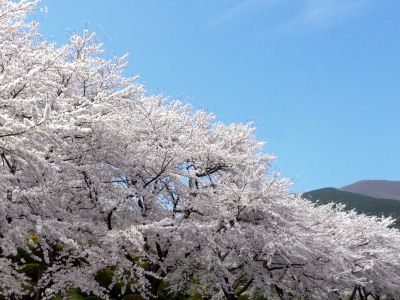 富士霊園・桜2.jpg