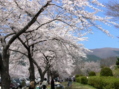 富士霊園・桜4.jpg